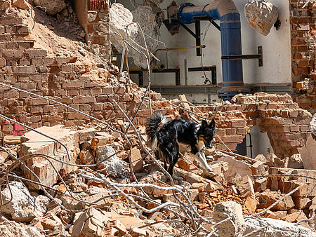 Ein schwarz-weißer Rettungshund sucht zwischen Ziegeln und Drahtverstrebungen nach Verletzten