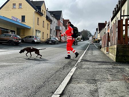 Mantrailer-Hund auf der Suche