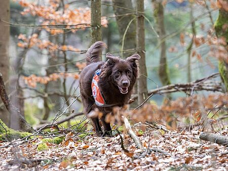 Rettungshund im Einsatz
