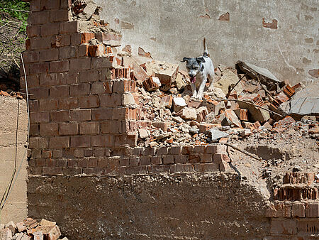 Ein weiß-schwarzer Rettungshund läuft über Trümmer einer Mauer