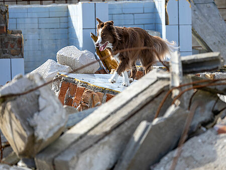 Ein brauner Rettungshund läuft über Trümmerteile