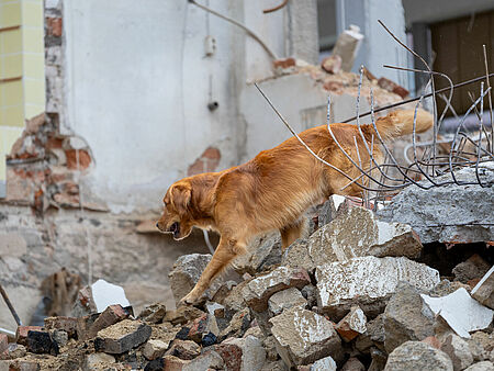 Ein brauner Rettungshund sucht zwischen eingestürzten Mauerteilen