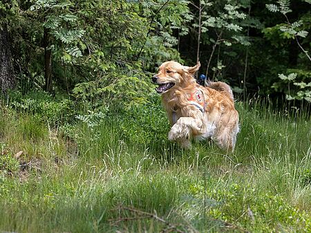 Rettungshund im Einsatz